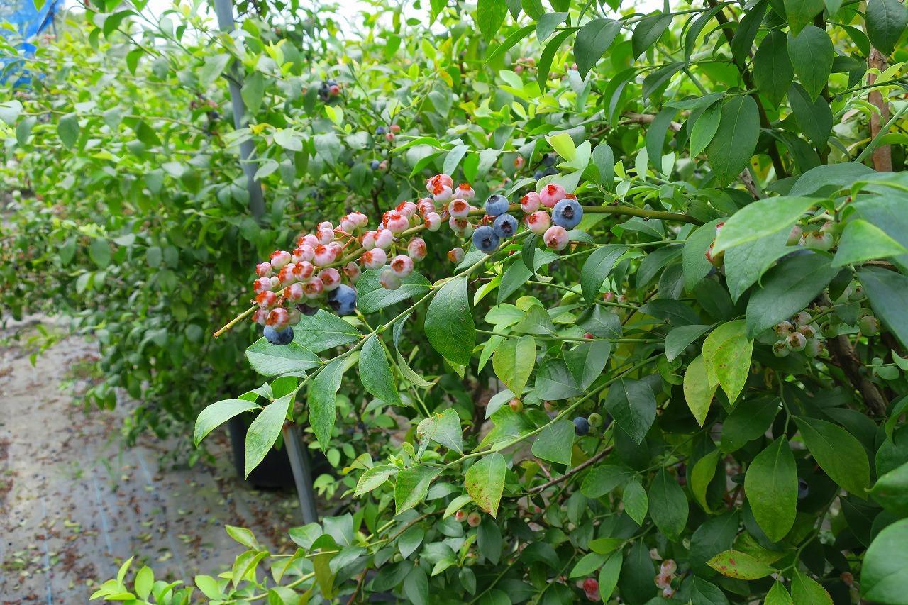 Yamano-Ie Hiraodai Kitakyushu Buitenkant foto